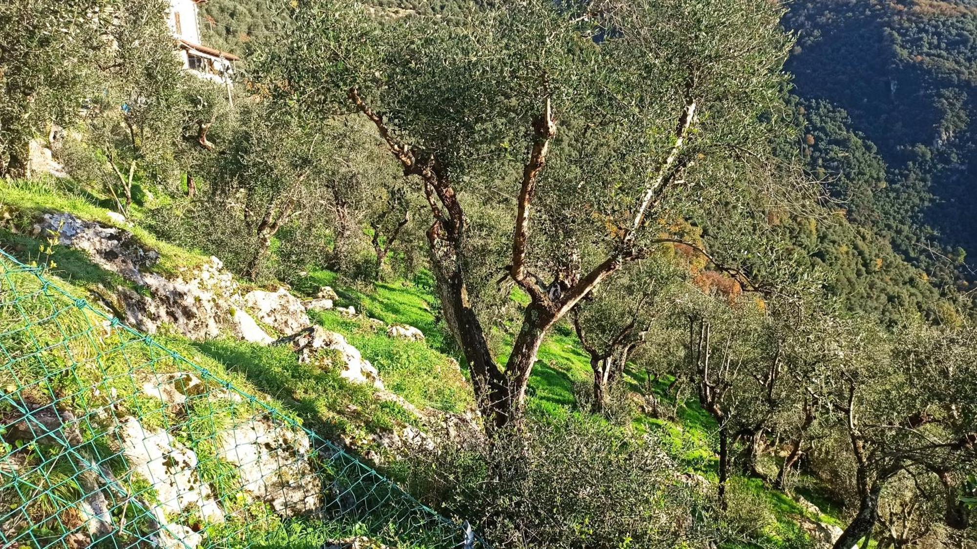 Casa Berti - Urlaub Im Olivenhain Camaiore Buitenkant foto